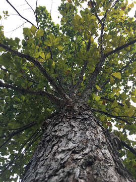 Image of Basket Oak