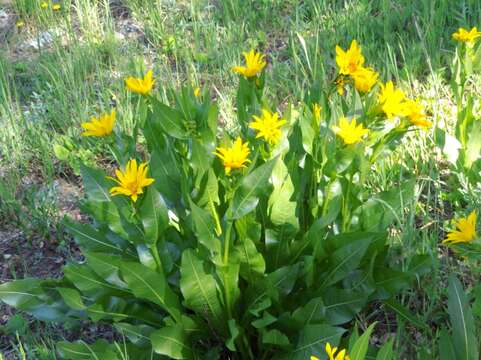 Image of mule-ears