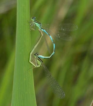 Image of Coenagrion ecornutum (Selys ex Selys & McLachlan 1872)