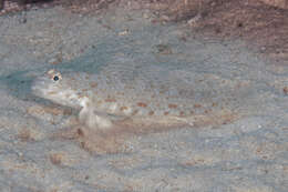 Image of Orangespotted goby