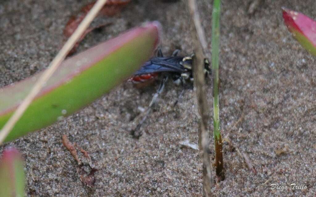 Image de Larra bicolor Fabricius 1804