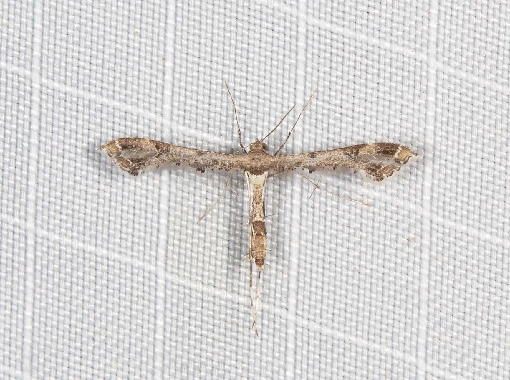 Image of Lantana plume moth