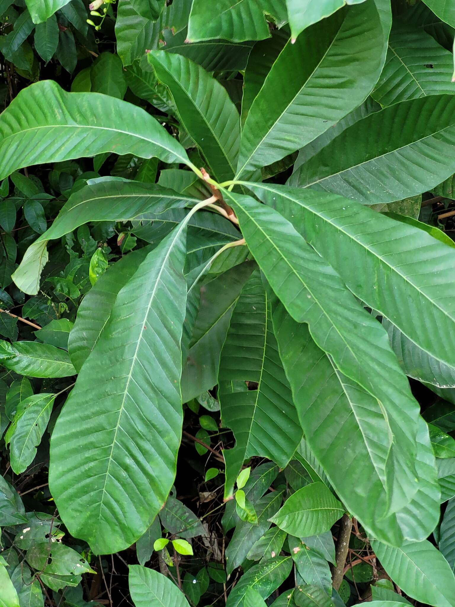 Image of Pouteria macrophylla (Lam.) Eyma