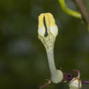 صورة Ceropegia evansii Mc Cann