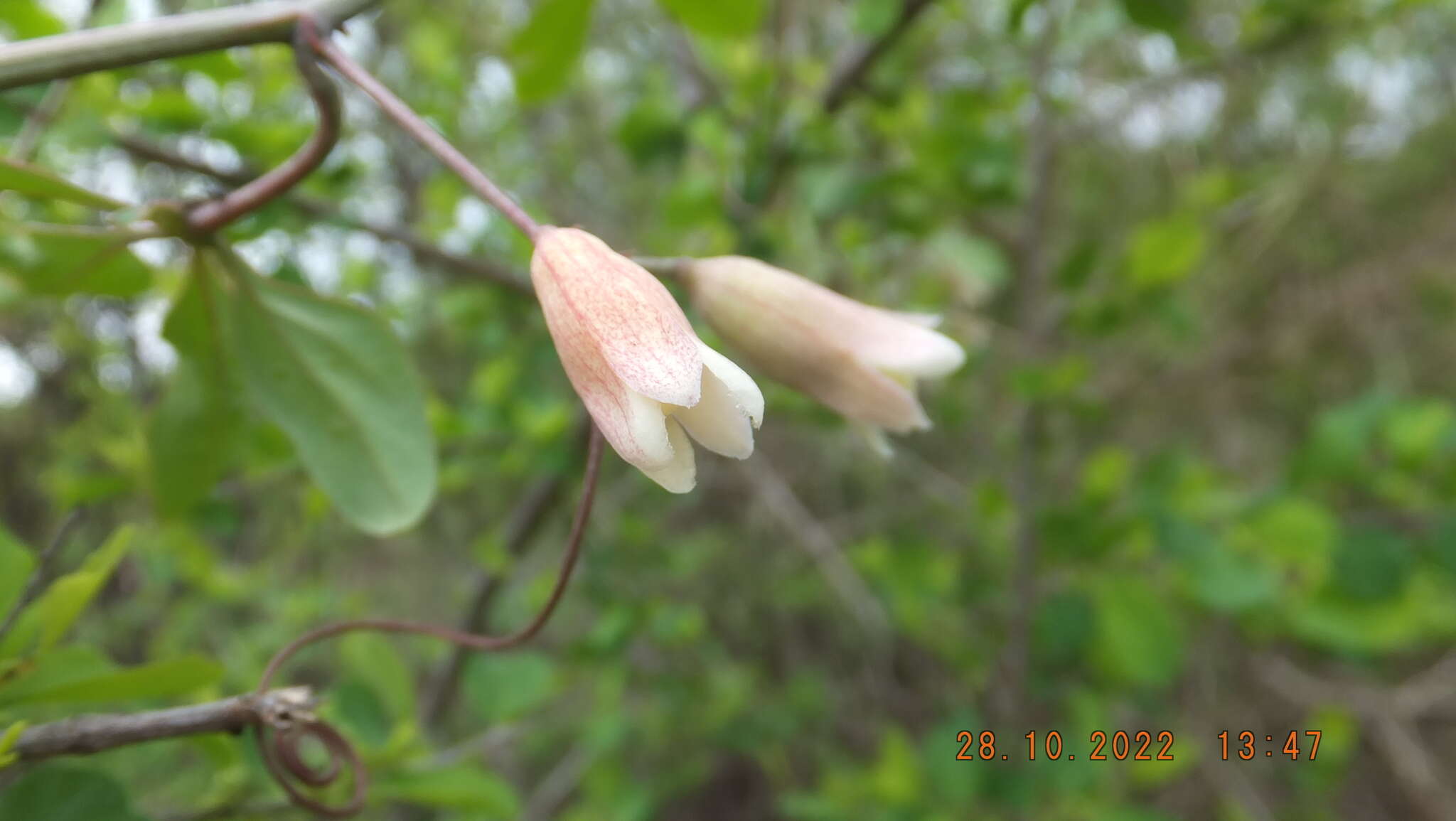 Image of Wild granadilla