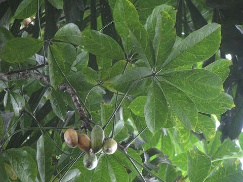 Image of Jacaratia digitata (Poepp. & Endl.) Solms-Laub.