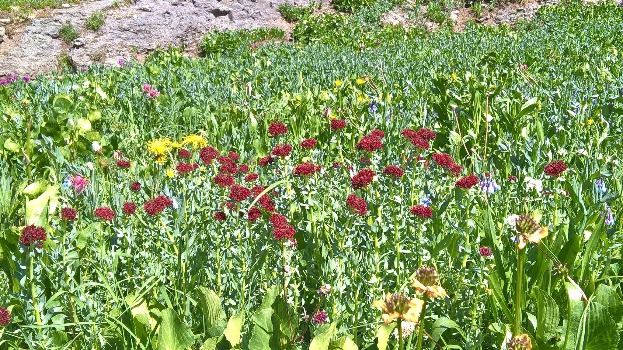 Image of ledge stonecrop