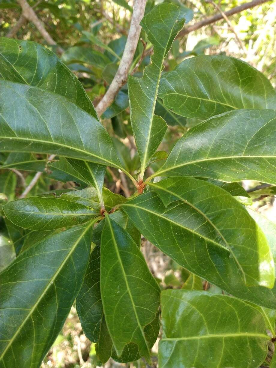 Image of Planchonella pohlmaniana (F. Muell.) Pierre ex Dubard