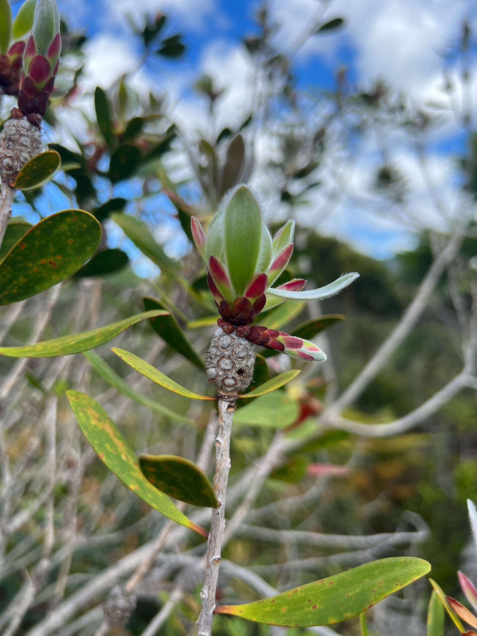 صورة Callistemon pancheri Brongn. & Gris