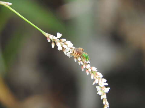 Image of Honey-bellied Agapostemon