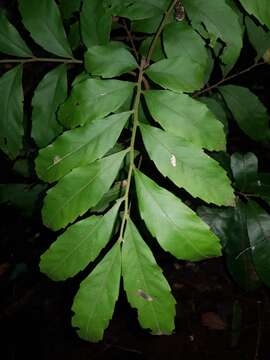 Image of Cupania guatemalensis (Turcz.) Radlk.