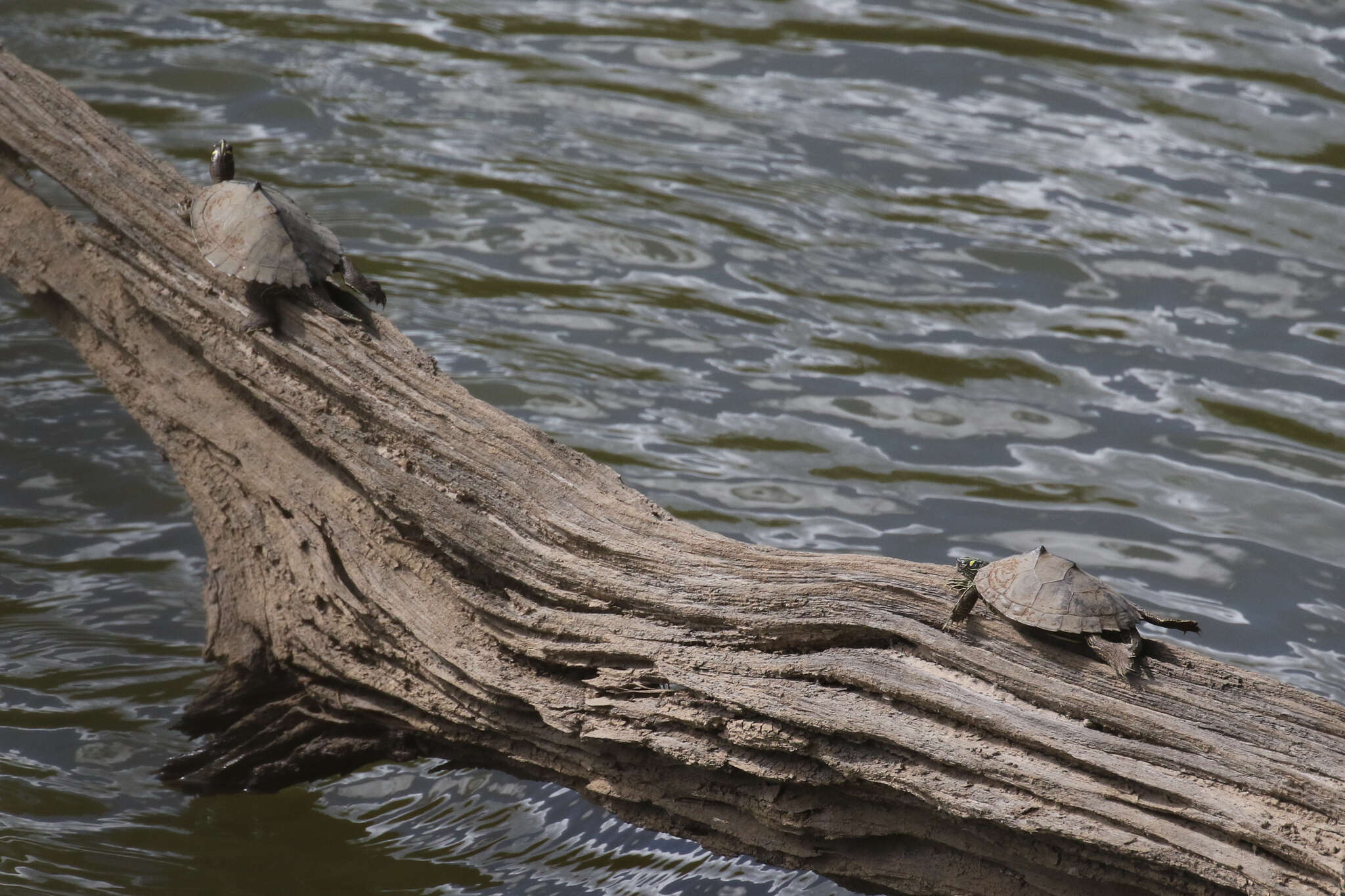 Image of Sabine map turtle