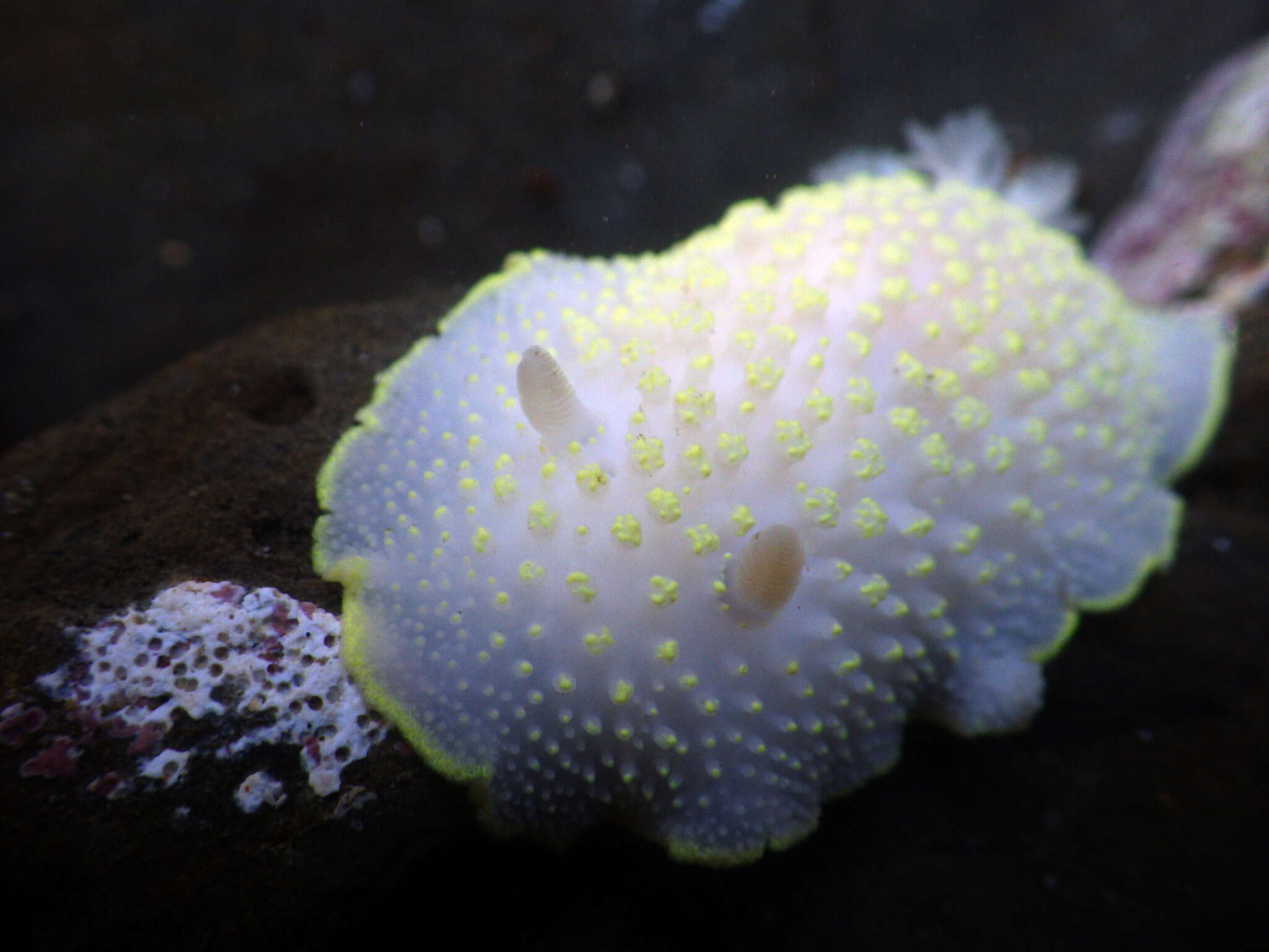 Image of Cadlina jannanicholsae Korshunova, Fletcher, Picton, Lundin, Kashio, N. Sanamyan, K. Sanamyan, Padula, Schrödl & Martynov 2020