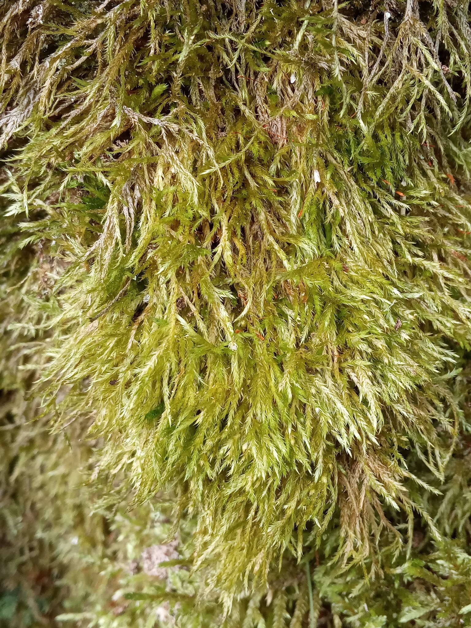 Image of callicladium moss