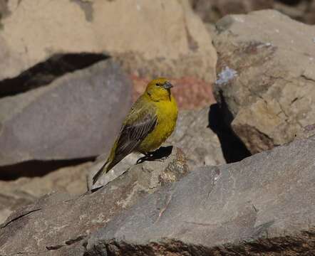 Image of Greater Yellow Finch