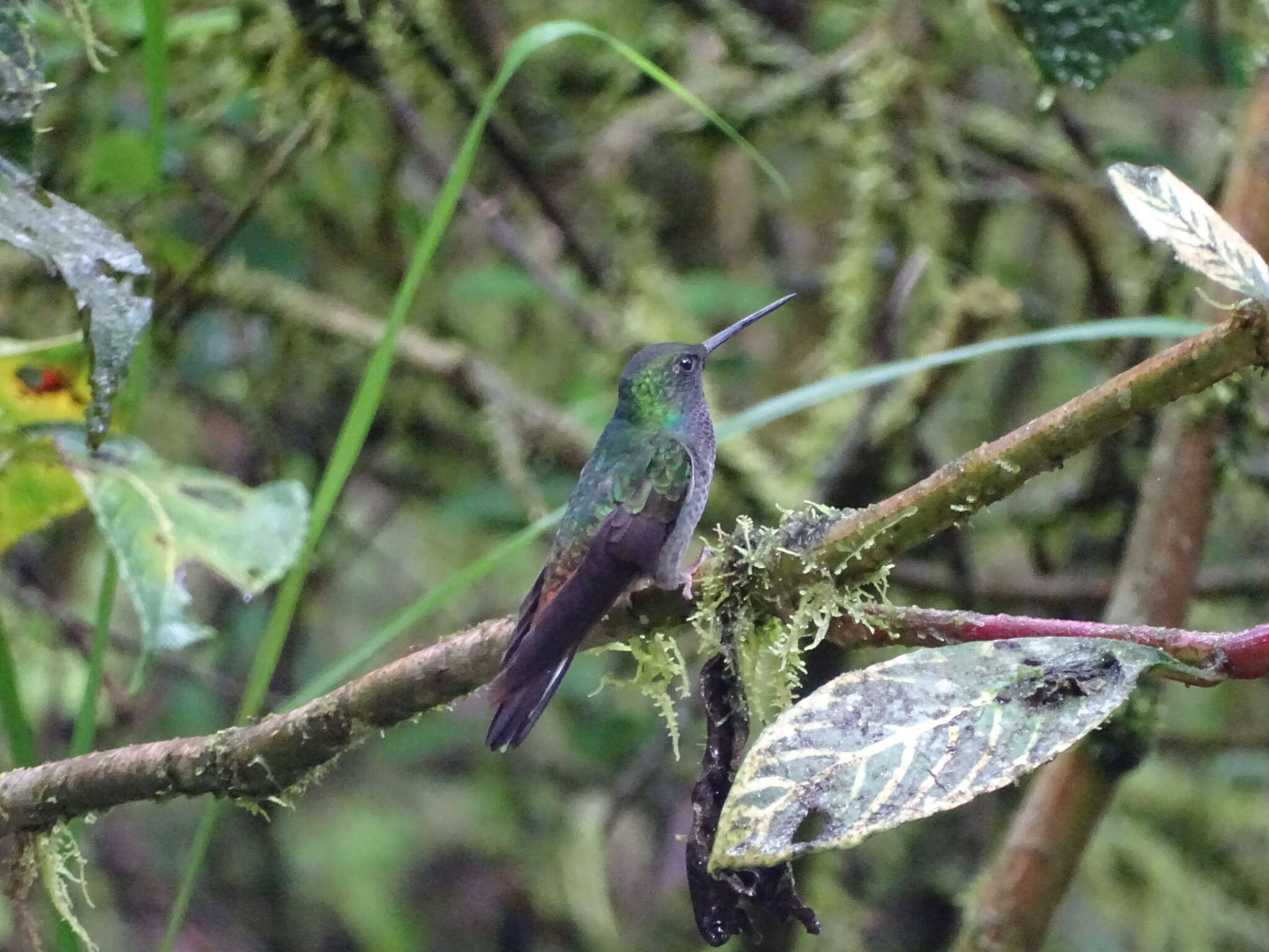 Image of Green-backed Hillstar