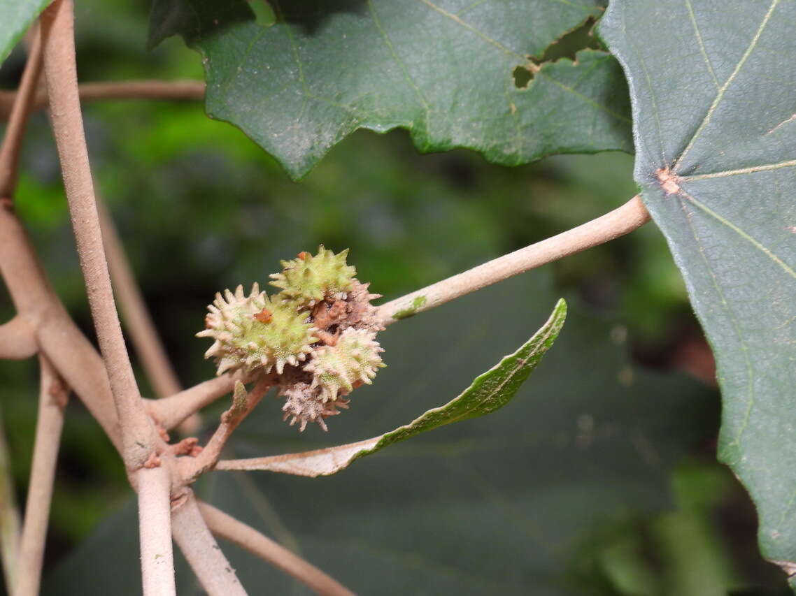 Image of Mallotus paniculatus var. formosanus (Hayata) Hurus.