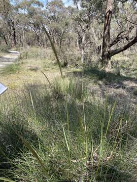 Image of clovenfoot plumegrass