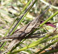 Image of Pyrgomorpha (Phymelloides) granulata Stål 1875