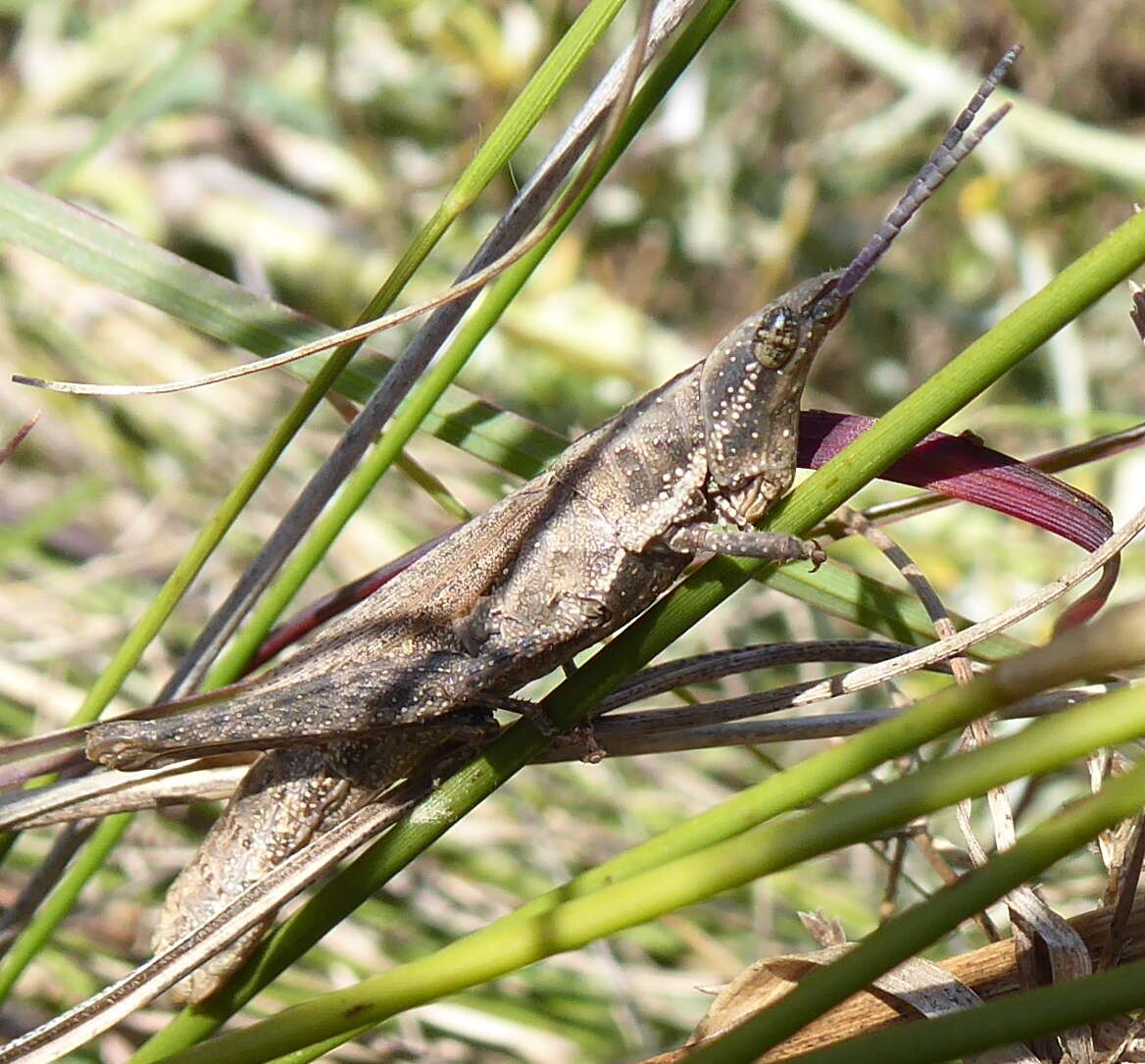 Image of Pyrgomorpha (Phymelloides) granulata Stål 1875