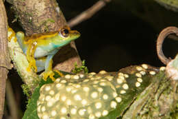 Image of Spiny-throated Reed Frog