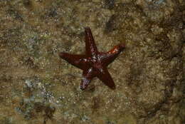 Image of Fromia milleporella (Lamarck 1816)