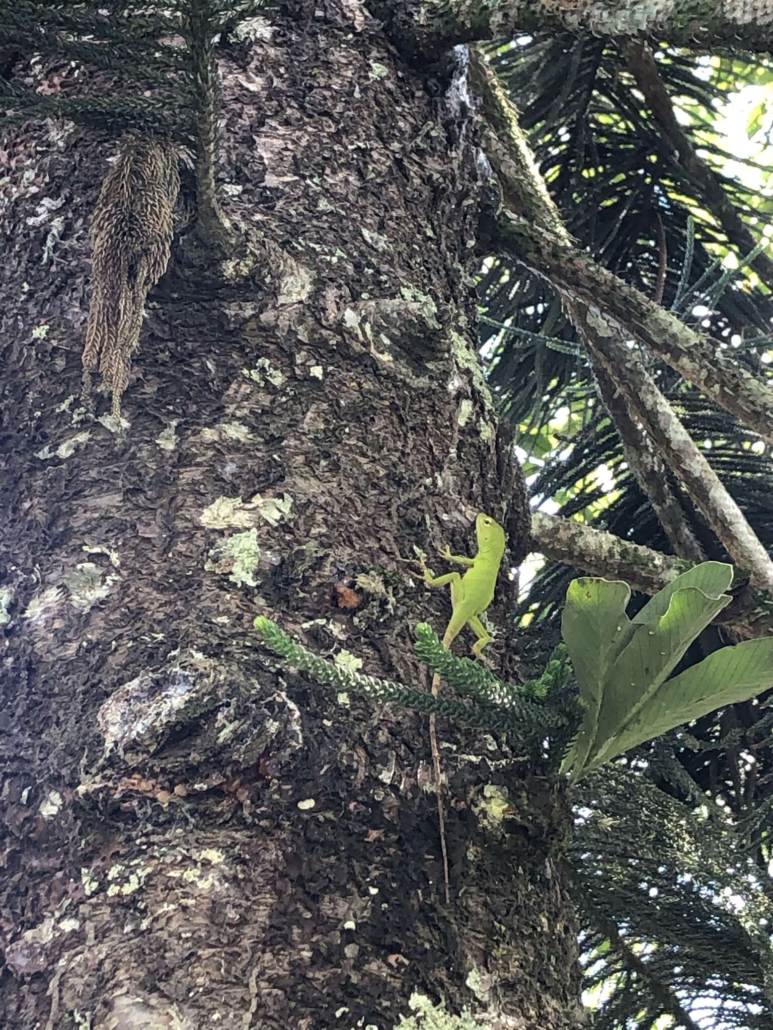 Anolis parvauritus (Williams 1966)的圖片