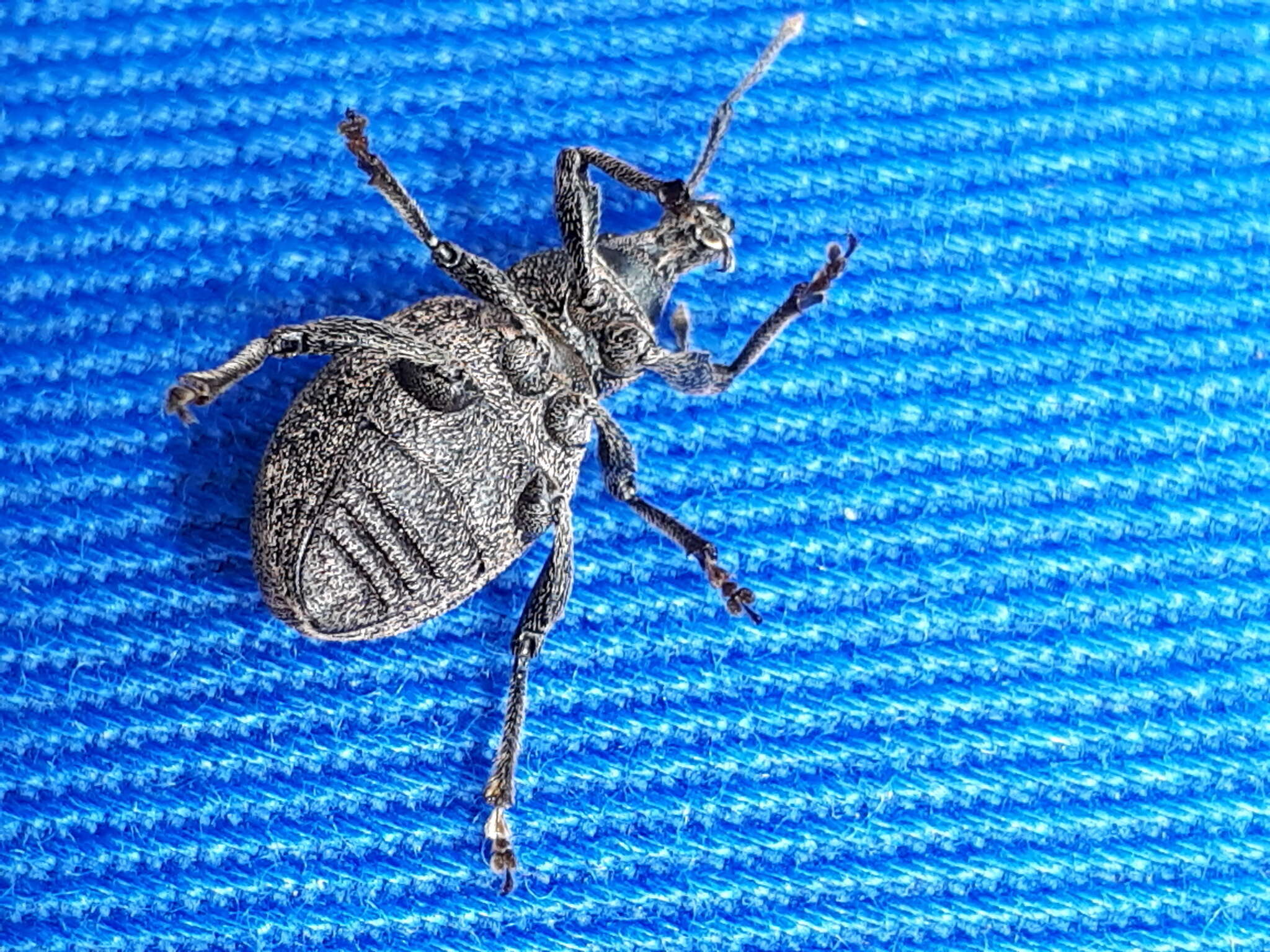 Image of lovage weevil