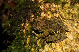 Image of Mossy Bush Frog