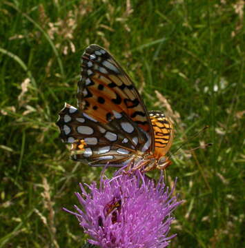 Image of Edwards' Fritillary