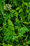 Image of Valeriana flaccidissima Maxim.