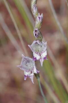 صورة Gladiolus wilsonii (Baker) Goldblatt & J. C. Manning