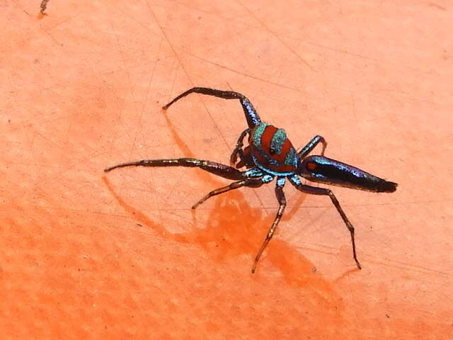 Image of Chrysilla lauta Thorell 1887