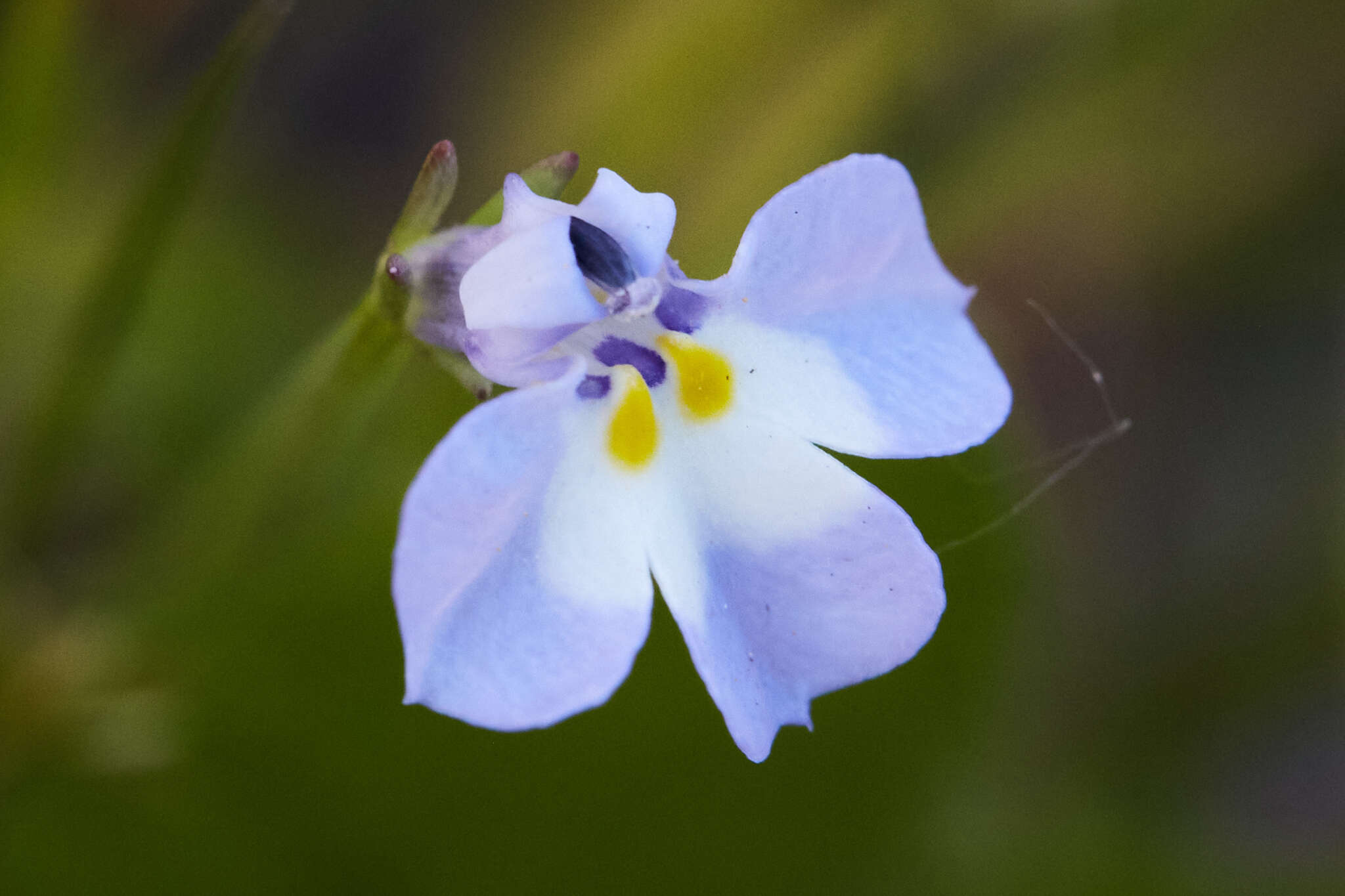 Image de Downingia ornatissima Greene