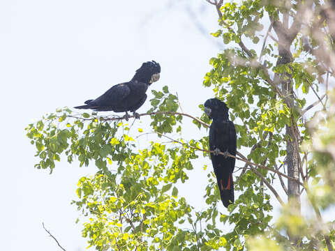 Image of Calyptorhynchus banksii banksii (Latham 1790)