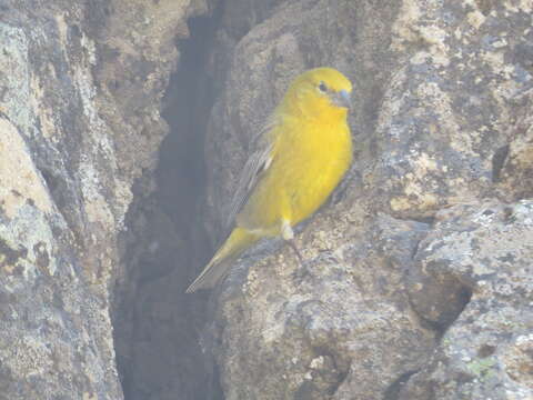 Image of Greater Yellow Finch