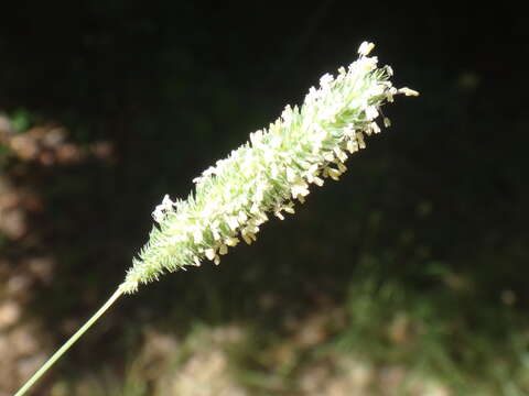 Image of Phleum bertolonii DC.