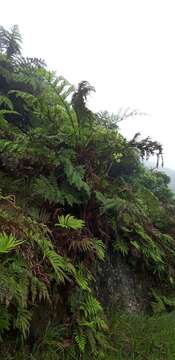 Image of St Helena Tree Fern