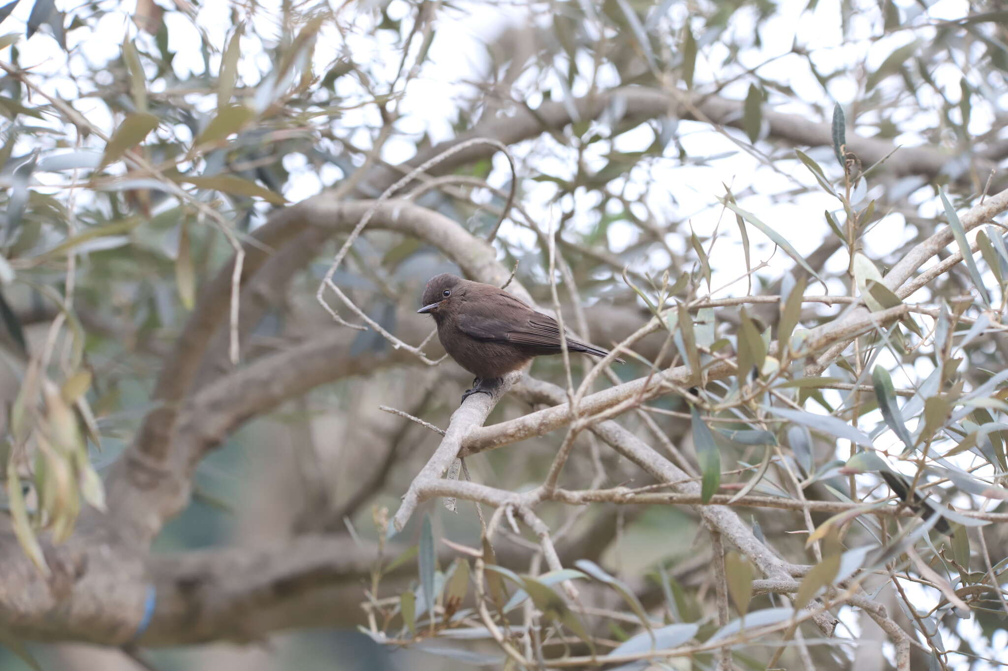 Image of <i>Pyrocephalus rubinus obscurus</i>