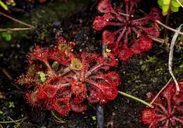 صورة Drosera burkeana Planch.