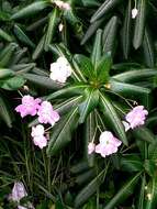 Impatiens sodenii Engl. & Warb. ex Engl. resmi