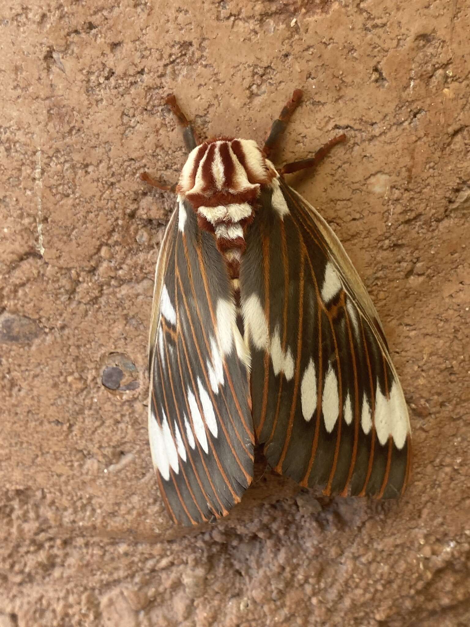 Image of Citheronia splendens (Druce 1886)