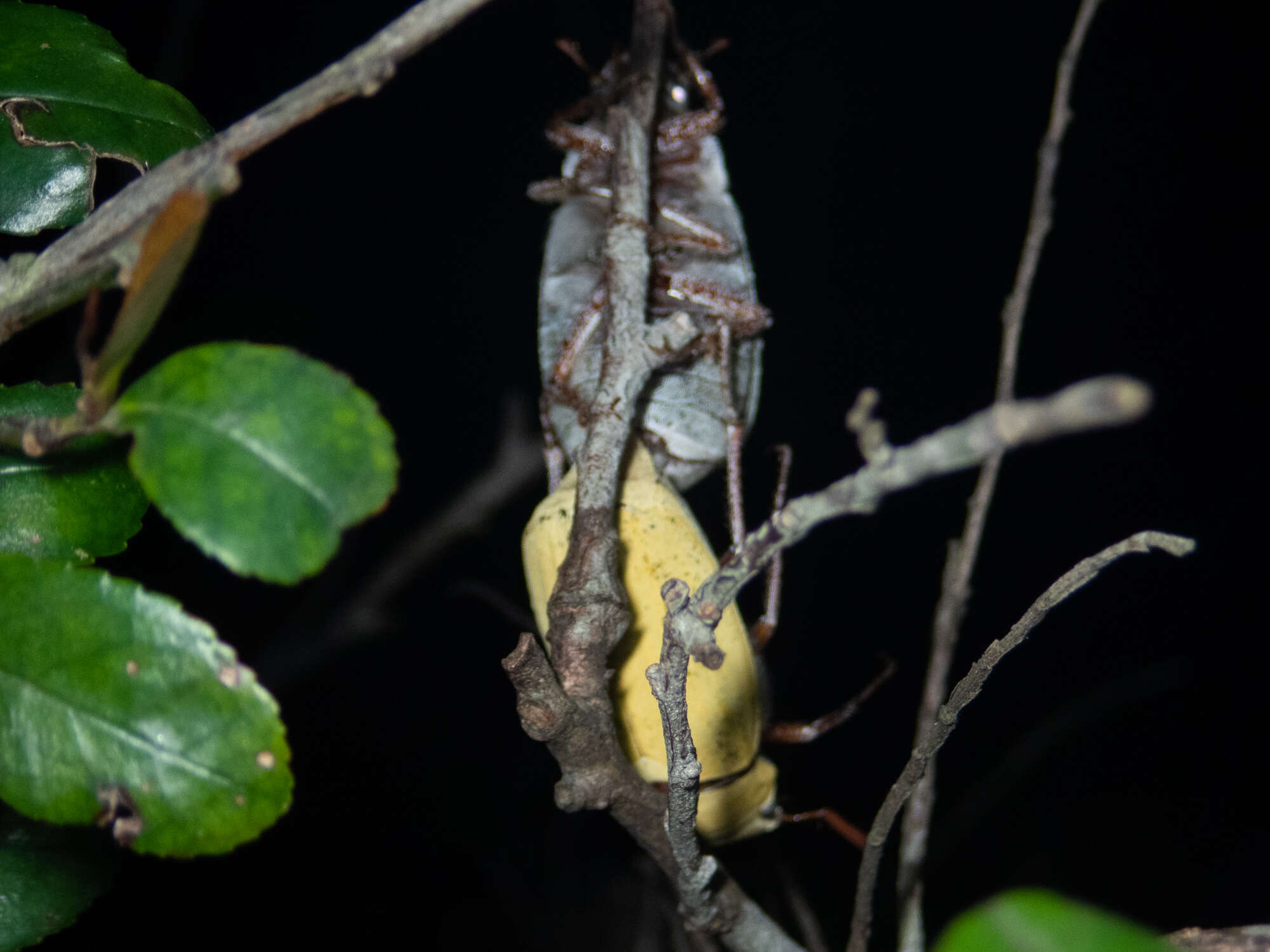 Imagem de Cyphochilus apicalis Waterhouse 1867