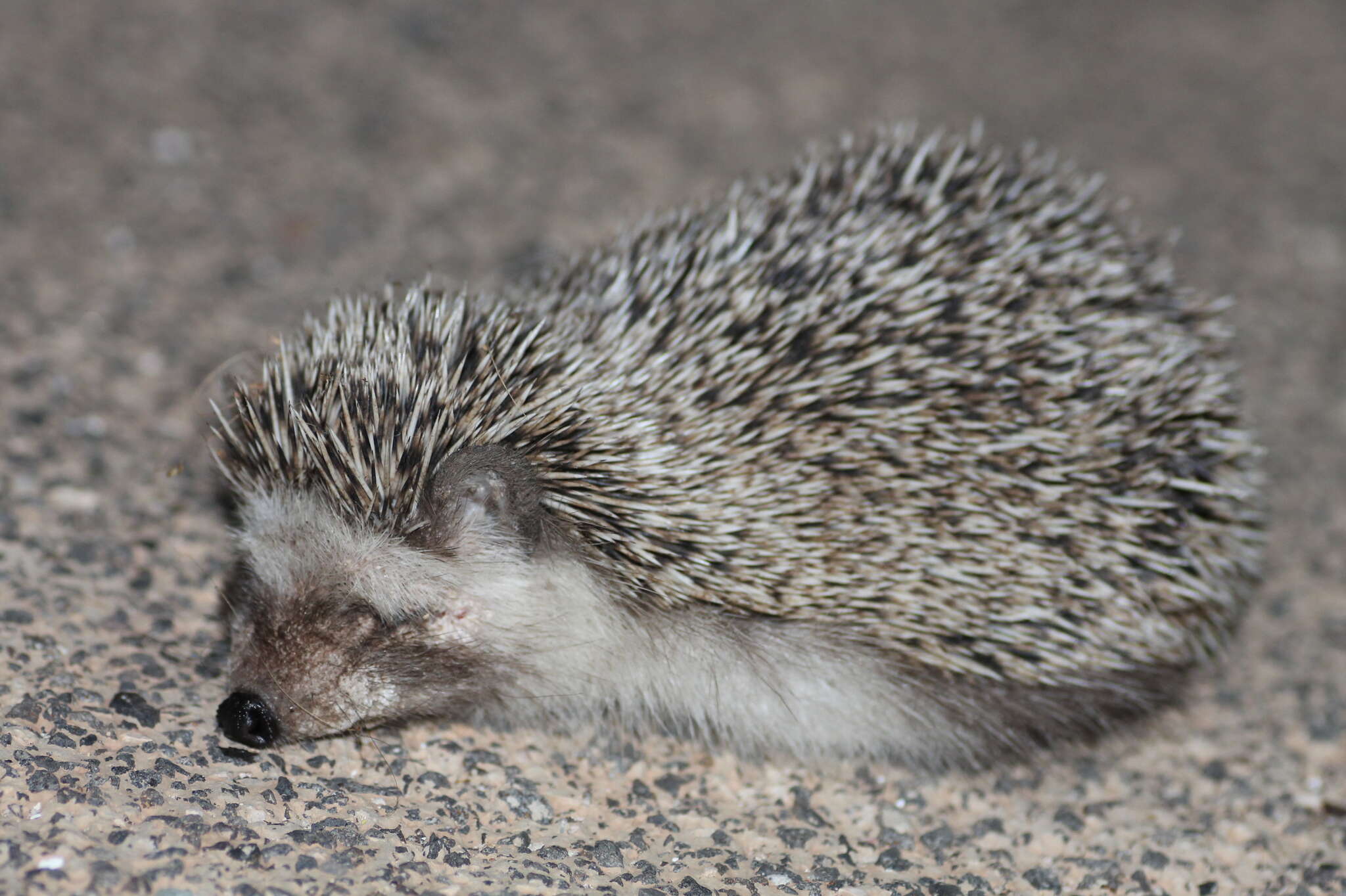 Image of Algerian Hedgehog