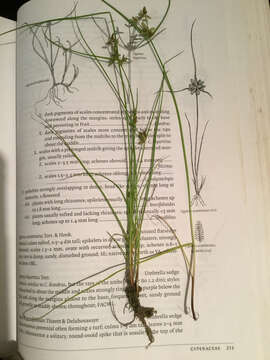 Image of slender flatsedge