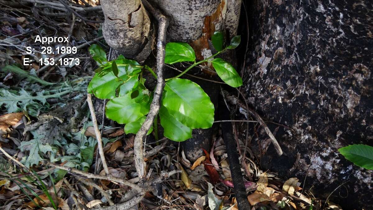 Слика од Pennantia cunninghamii Miers