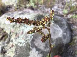 Слика од Rumex cordatus Desf.