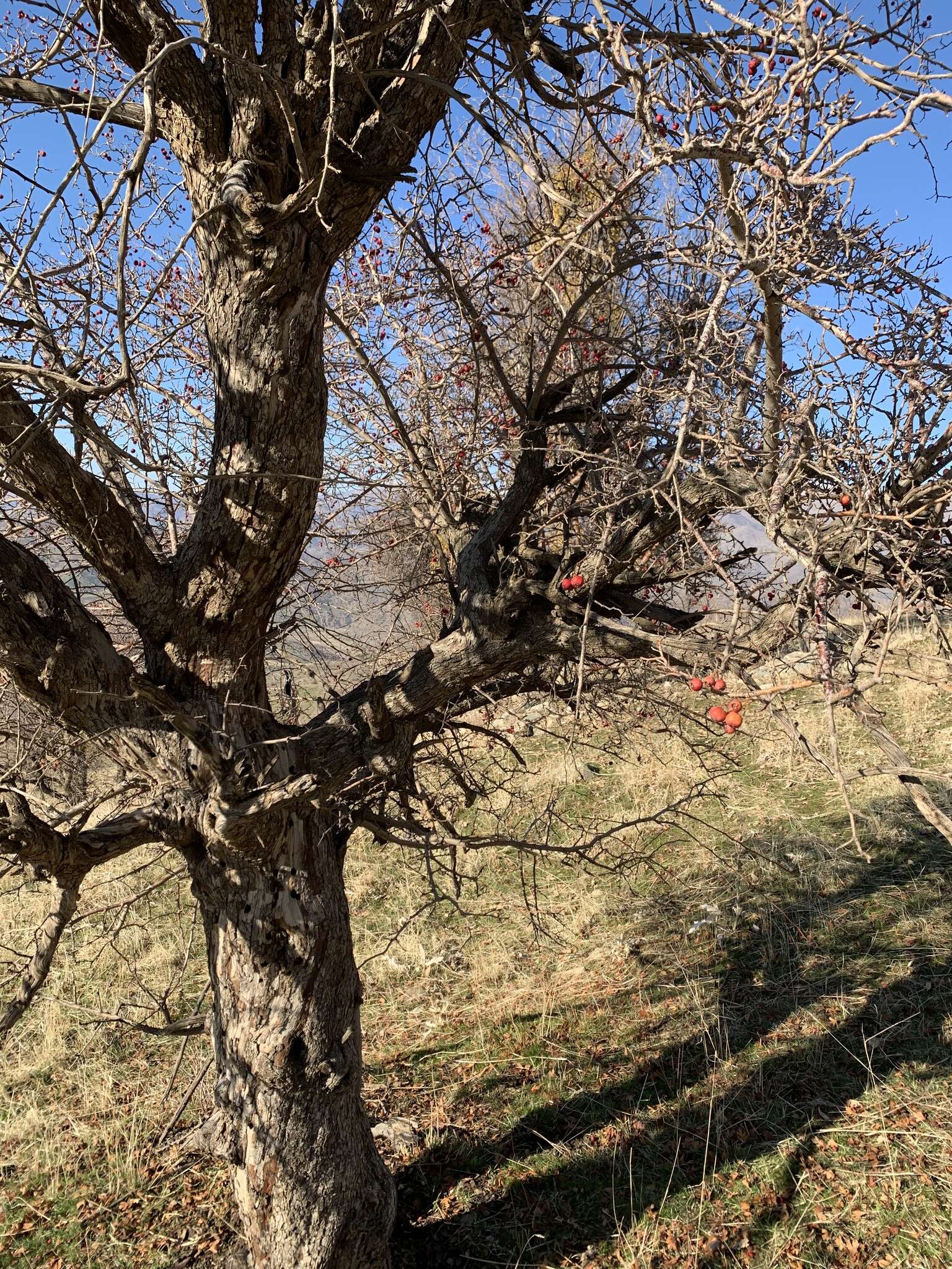 Image of Crataegus orientalis subsp. szovitsii (Pojark.) K. I. Christensen