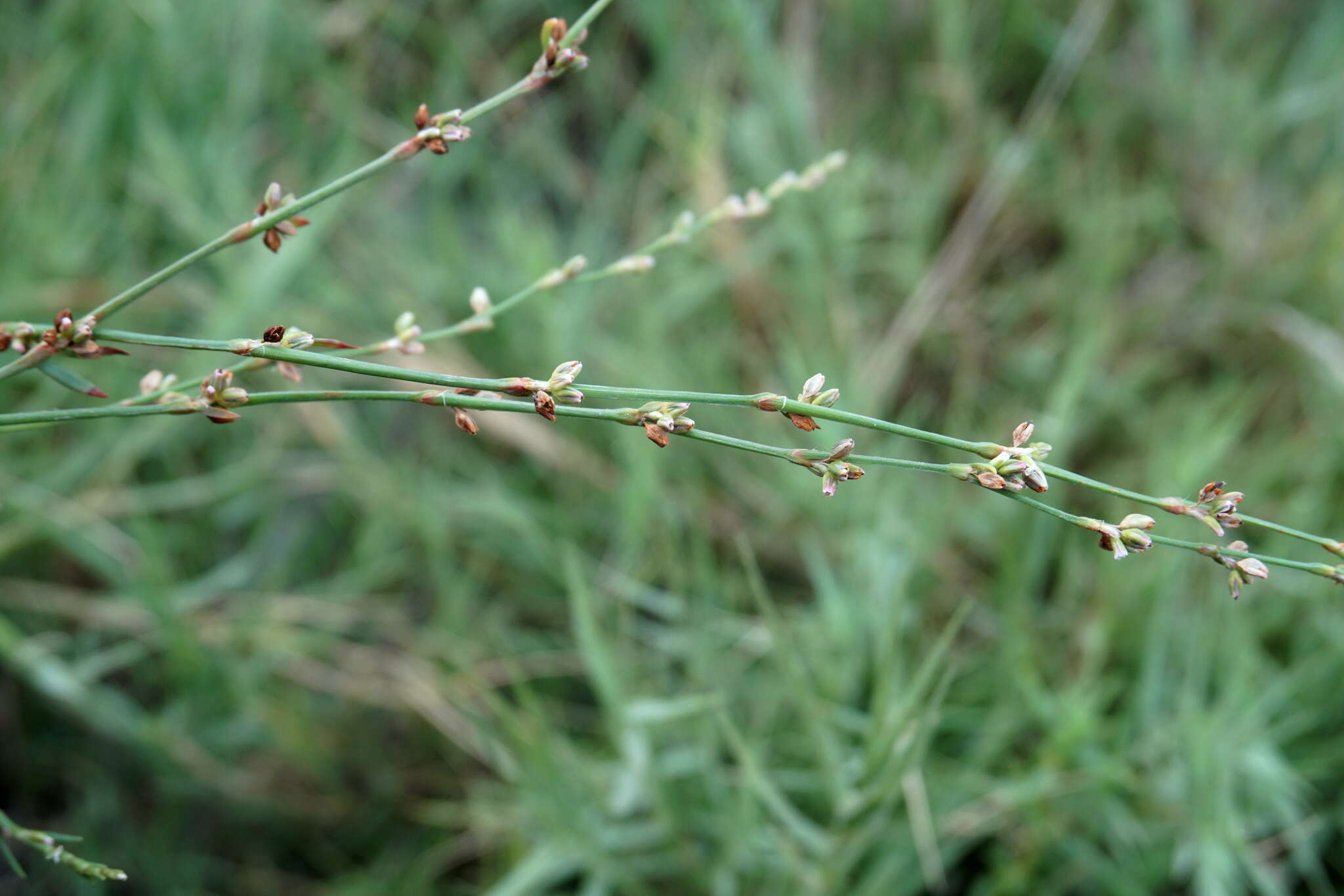 Image of Bellard's smartweed