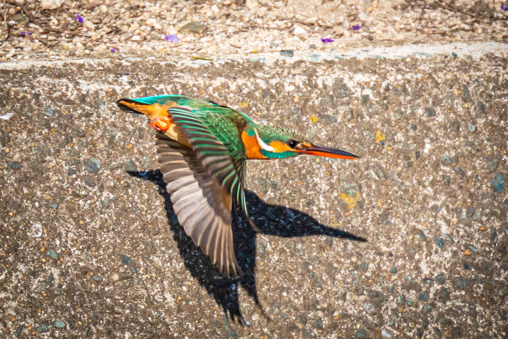 Image of Alcedo atthis bengalensis Gmelin & JF 1788